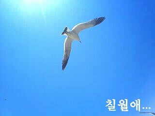 칠월애 이미지