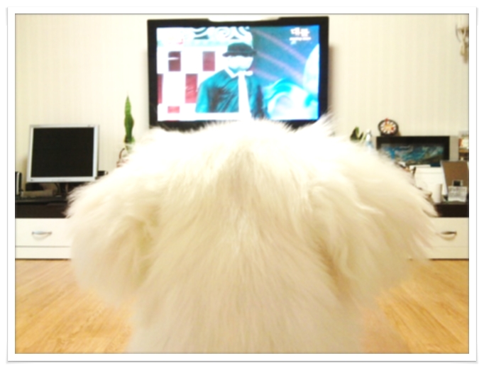 강두부 이미지