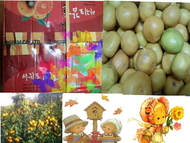 귤내음 이미지