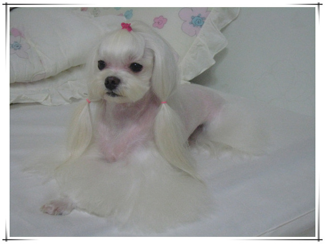 랑이 이미지