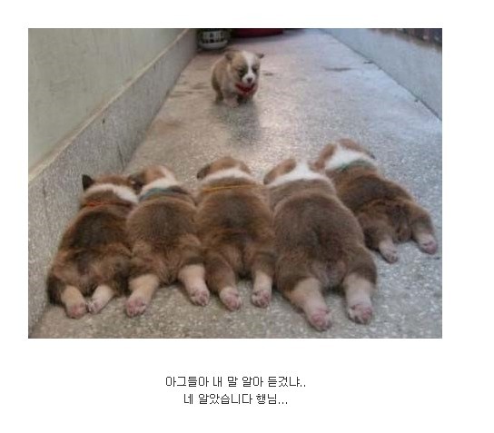 다 이미지