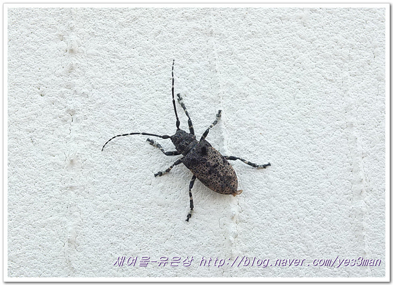하늘소 이미지