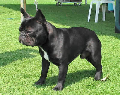 불독(bulldog) 이미지