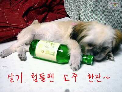 술친구 이미지