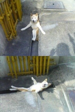 헤헷 이미지