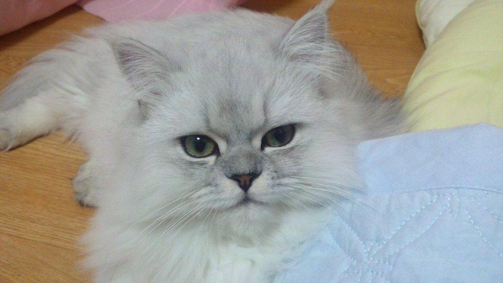 홍이 이미지