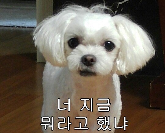 아이돌들에게 유명한짤을 따라하게한다면 ..? | 인스티즈