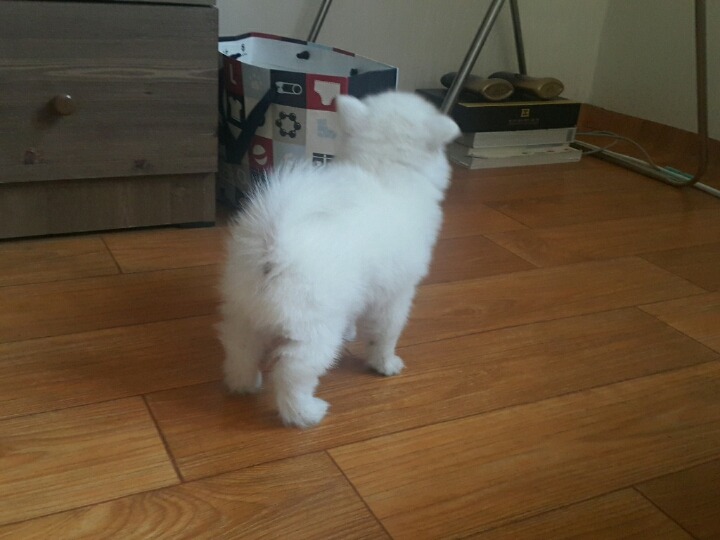 저도 집 강아지 사진 올려봐요_ | 인스티즈