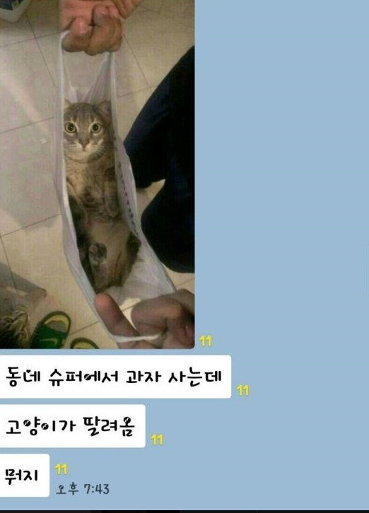 슈퍼에서 과자를 샀는데 고양이가 딸려왔다 | 인스티즈