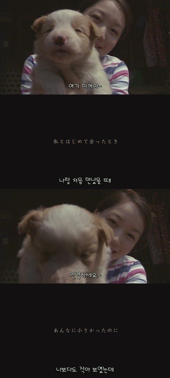 강아지의 삶 | 인스티즈