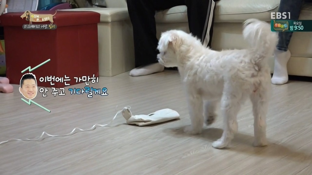 [세상에나쁜개는없다] 가족들에게 짖고 무는 강아지 릴리햏 | 인스티즈