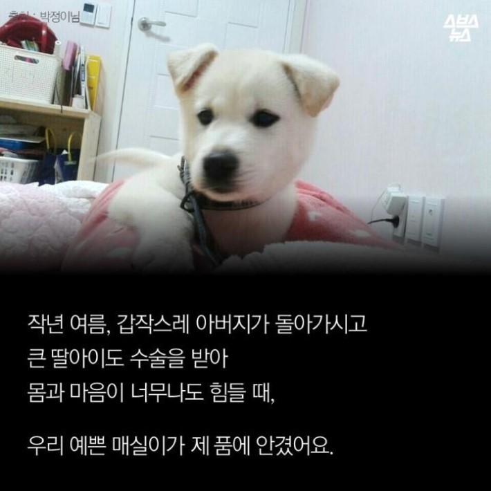 가족같은 강아지의 죽음 | 인스티즈