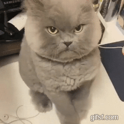 시비걸고 싶은 냥이.gif | 인스티즈