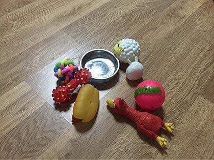 밥 안먹는 멍멍이 밥 먹이기 | 인스티즈