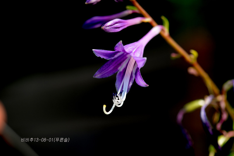 이질풀 이미지