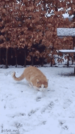 나이스캐치 .gif | 인스티즈