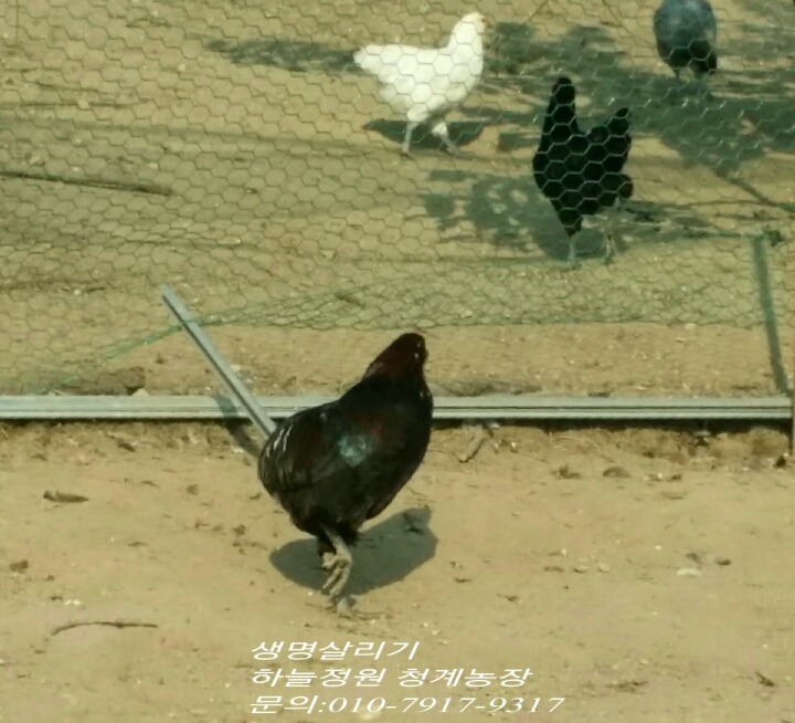청계 이미지