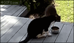 너구리의 실체.gif | 인스티즈