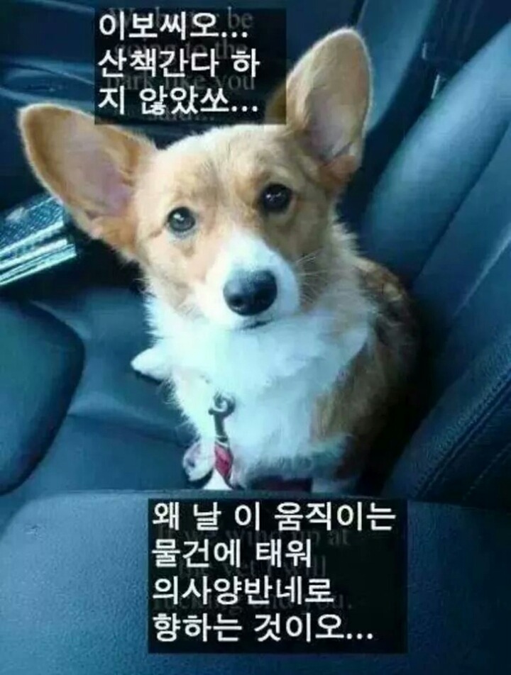 강아지들을 키우고 싶은 이유 | 인스티즈