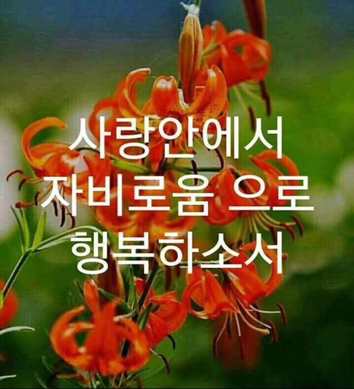 카사벨라 이미지