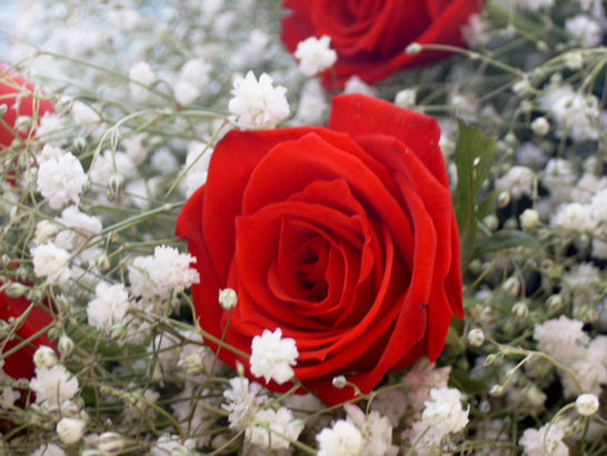 시요 이미지
