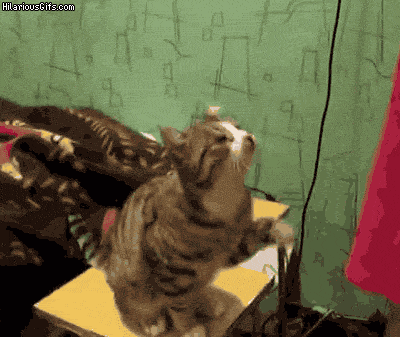 [데이터주의] 고양이-고양이-고양이-고양이-고양이-Cat.gif | 인스티즈