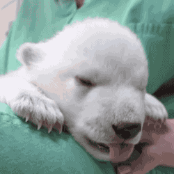 아기 북극곰.GIF | 인스티즈
