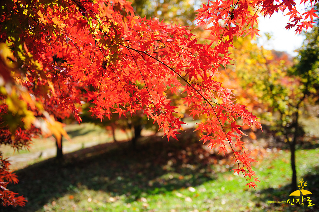산홍 이미지