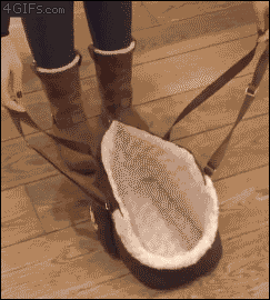 강아지.gif (심장주의) | 인스티즈