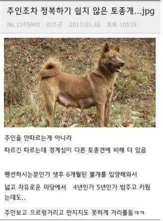 경계심이 많은 개 | 인스티즈