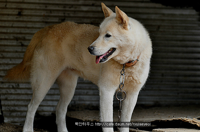 복실이 이미지