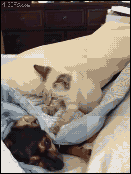 오빠 깨우는 여동생.gif | 인스티즈