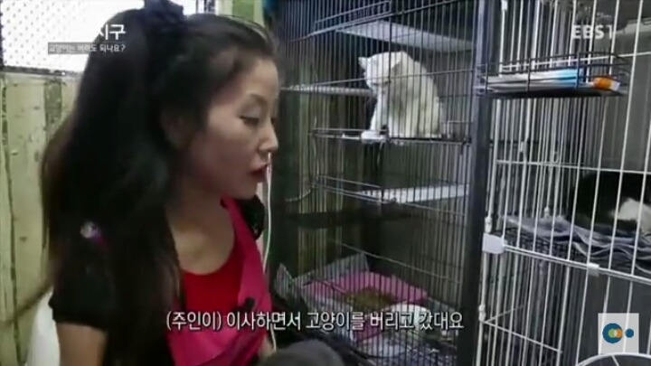 고양이는 버려도 되나요? | 인스티즈