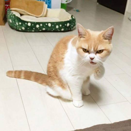화난 고양이.jpg | 인스티즈