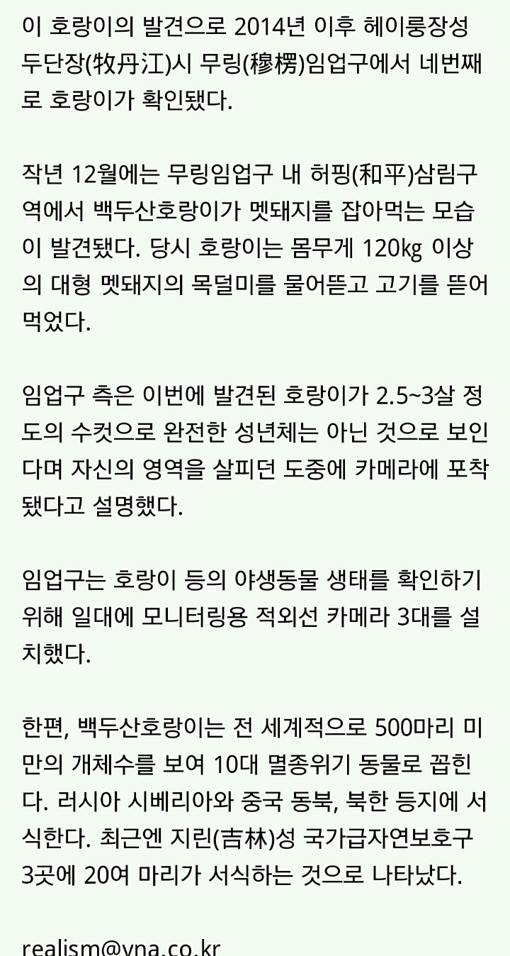 중국 동북지방서 야생 백두산호랑이 포착 | 인스티즈