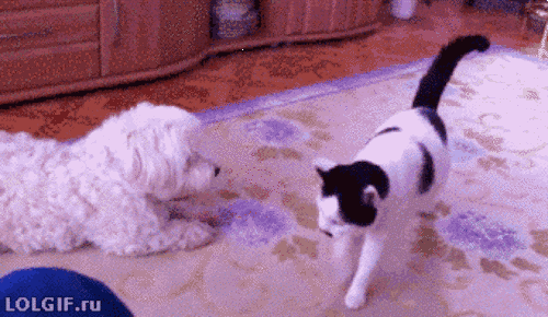 냥아치 모음.gif | 인스티즈