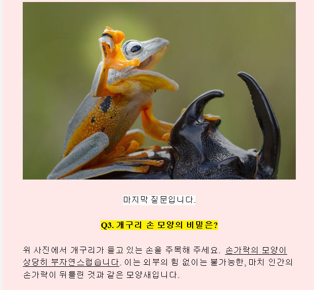 장수풍뎅이를 탄 개구리의 비밀.jpg | 인스티즈