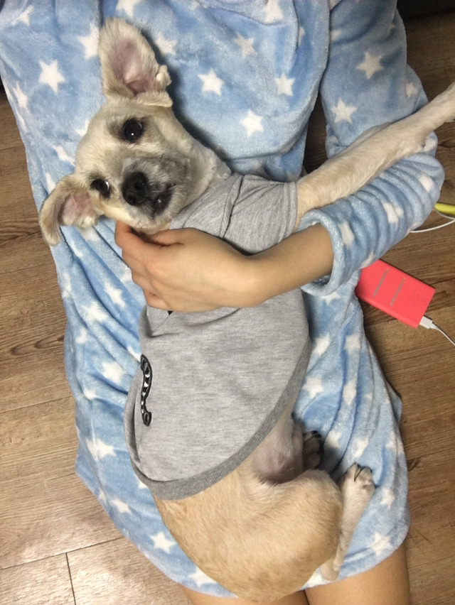 비단바라기 이미지