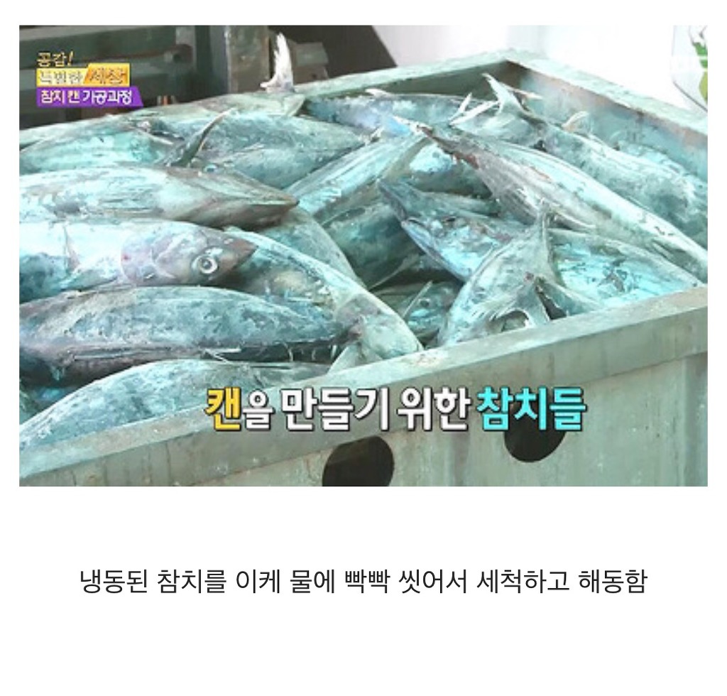 참치캔이 만들어지는 과정 | 인스티즈