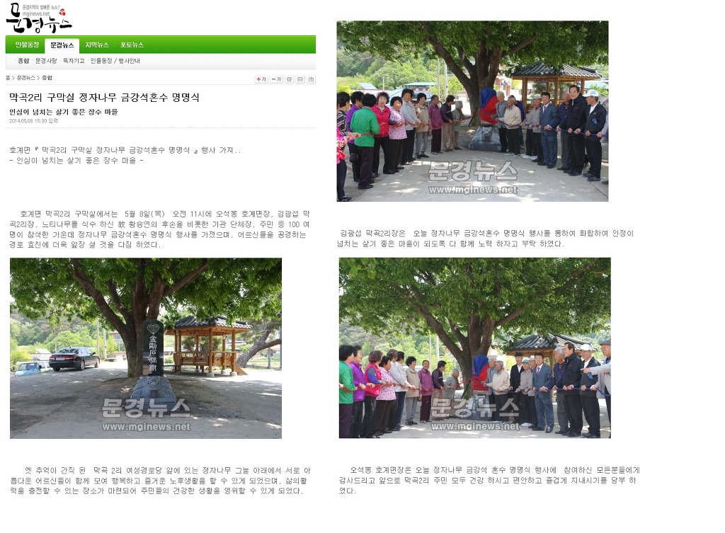 정자나무 이미지