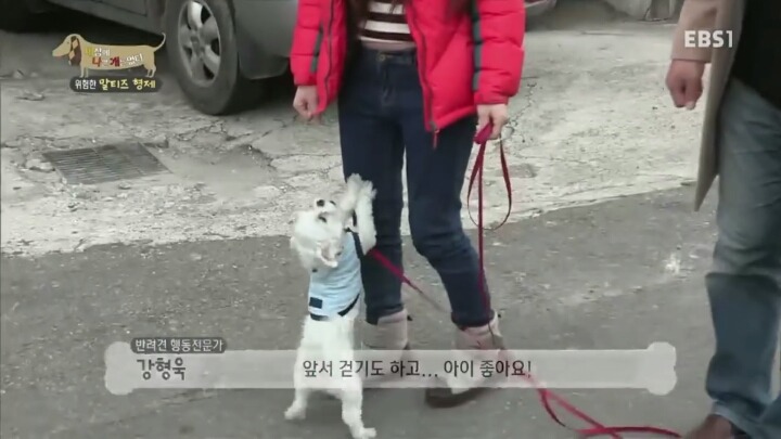 공격적인 반려견이 되는 이유 2부.jp | 인스티즈