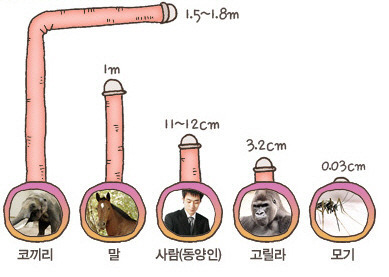 동물 성기 크기비교 | 인스티즈