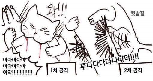 고양이를 키우고 나서는 알게 되는 무서움 (feat 공감대잔치) | 인스티즈