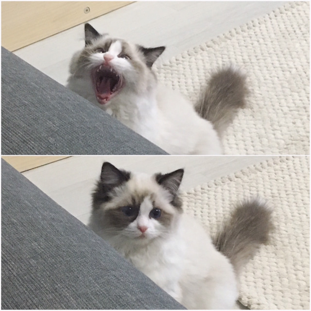 하품만 하면 괴수로 변하는 고양이 | 인스티즈