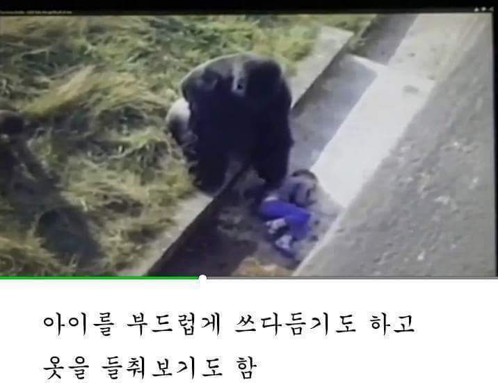 고릴라 우리에 떨어진 아이.. 고릴라의 반응은? | 인스티즈