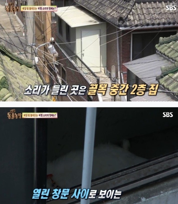 이유없는 강아지 학대 | 인스티즈