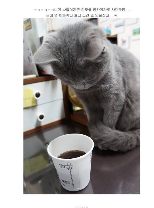 탄산이 신기한 냥이.jpg | 인스티즈