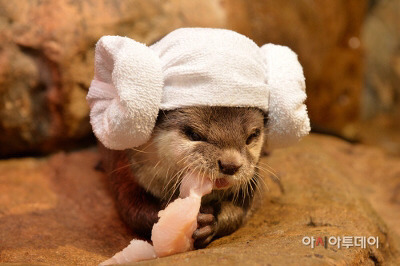 당연히 모든 수달(짱덕사주의ㅠㅠ) | 인스티즈