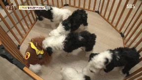 누가봐도 사자임 아무튼 사자임.gif | 인스티즈