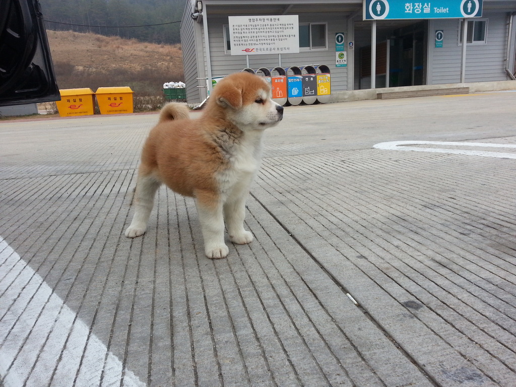 엔토 이미지